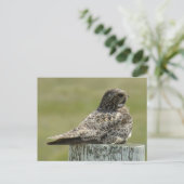 B2 Common Nighthawk Briefkaart (Staand voorkant)