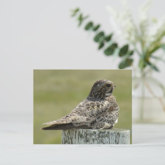 B2 Common Nighthawk Briefkaart (Staand voorkant)