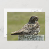 B2 Common Nighthawk Briefkaart (Voorkant / Achterkant)