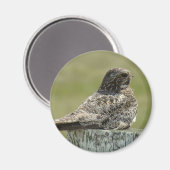 B2 Common Nighthawk Magneet (Voorkant / Achterkant)