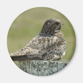 B2 Common Nighthawk Magneet (Voorkant)