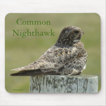 B2 Common Nighthawk