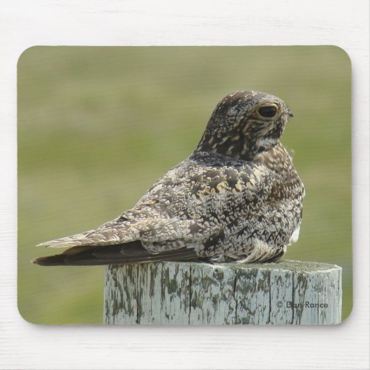 B2 Common Nighthawk Muismat (Voorkant)