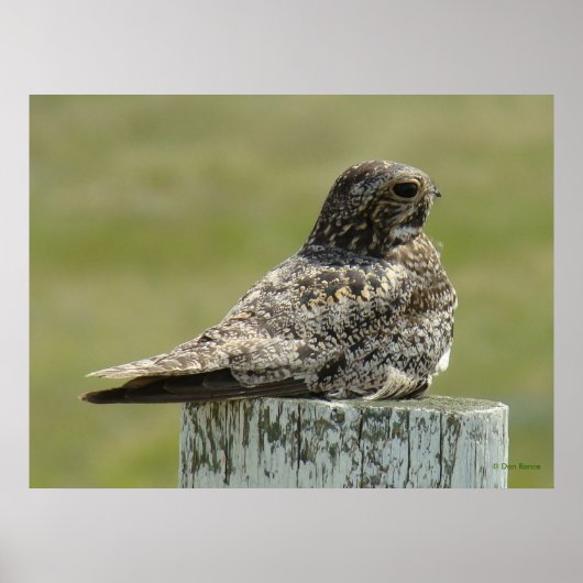 B2 Common Nighthawk Poster (Voorkant)