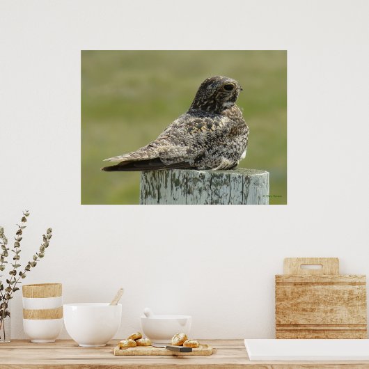 B2 Common Nighthawk Poster (Keuken)