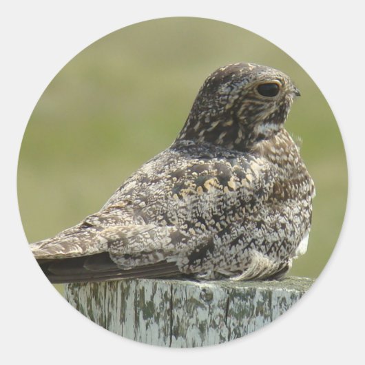 B2 Common Nighthawk Ronde Sticker (Voorkant)
