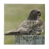 B2 Common Nighthawk Tegeltje (Voorkant)