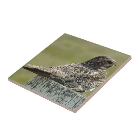 B2 Common Nighthawk Tegeltje (Zijkant)