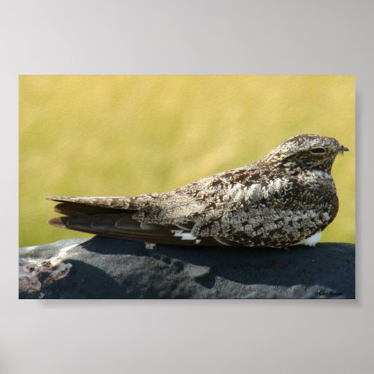 B30 Common Nighthawk Poster (Voorkant)