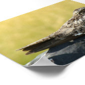 B30 Nachtzwaluw Poster (Hoek)