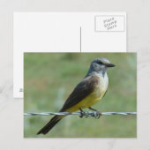 B31 Westelijke Koningsvogel Briefkaart (Voorkant / Achterkant)