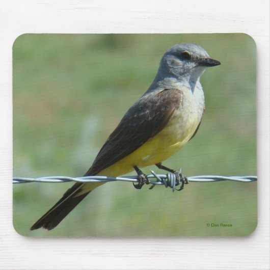 B31 Westelijke Koningsvogel Muismat (Voorkant)