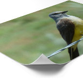 B31 Westelijke Koningsvogel Poster (Hoek)