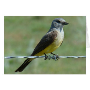 B31 Western Kingbird