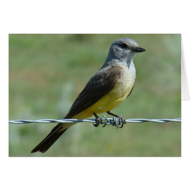 B31 Western Kingbird (Voorkant Horizontaal)