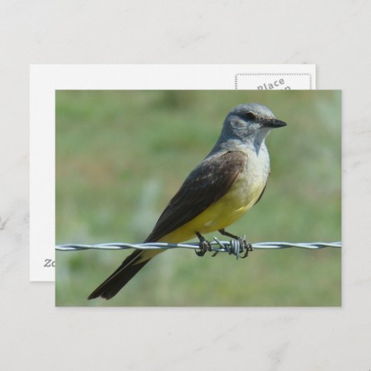 B31 Western Kingbird Briefkaart (Voorkant / Achterkant)