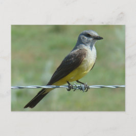 B31 Western Kingbird Briefkaart