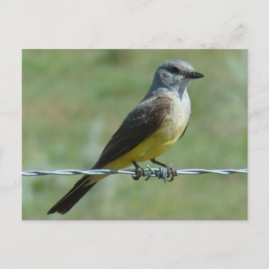 B31 Western Kingbird Briefkaart (Voorkant)