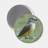 B31 Western Kingbird Magneet (Voorkant / Achterkant)