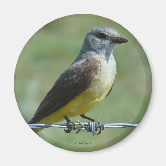B31 Western Kingbird Magneet (Voorkant)