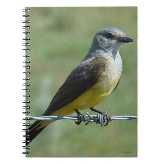 B31 Western Kingbird Notitieboek (Voorkant)