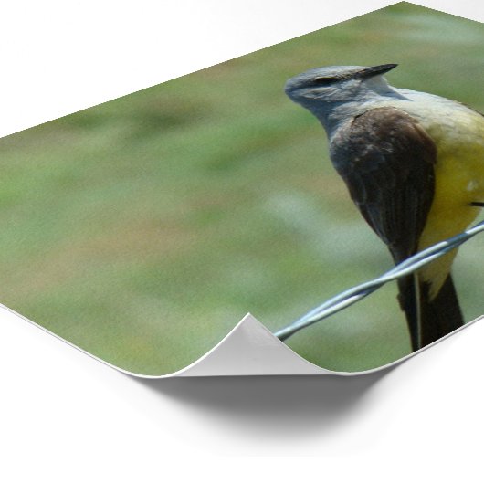 B31 Western Kingbird Poster (Hoek)