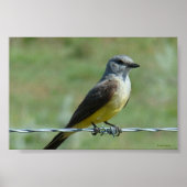 B31 Western Kingbird Poster (Voorkant)