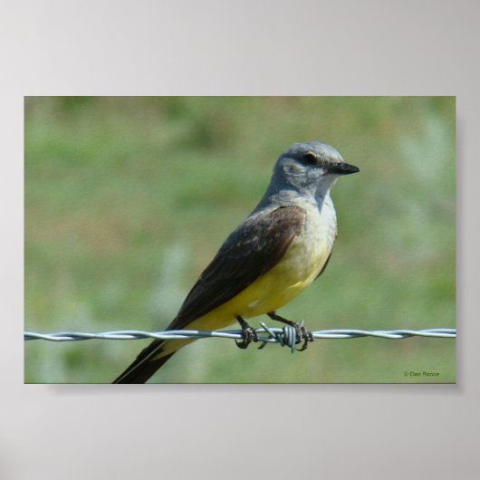 B31 Western Kingbird Poster (Voorkant)