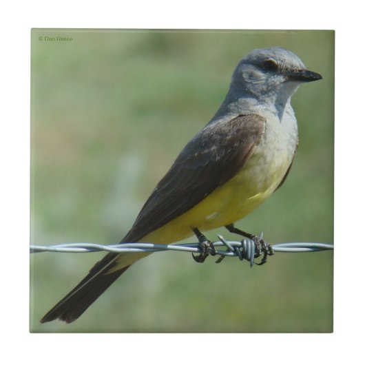 B31 Western Kingbird Tegeltje (Voorkant)