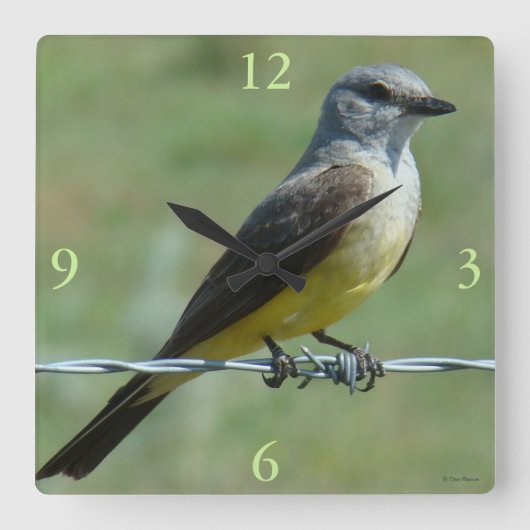 B31 Western Kingbird Vierkante Klok (Voorkant)