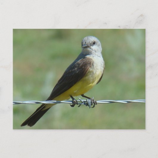 B32 Westelijke Koningsvogel Briefkaart (Voorkant)