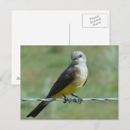 B32 Western Kingbird Briefkaart (Voorkant / Achterkant)