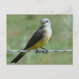B32 Western Kingbird Briefkaart