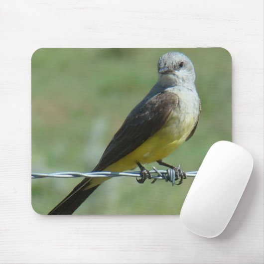 B32 Western Kingbird Muismat (Met muis)