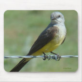 B32 Western Kingbird Muismat (Voorkant)