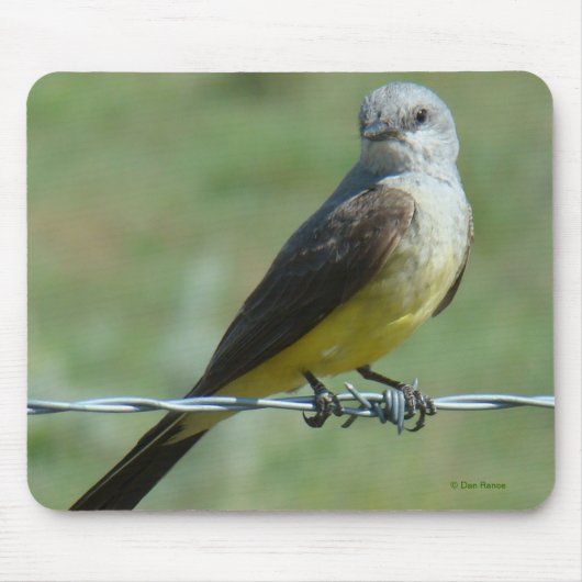 B32 Western Kingbird Muismat (Voorkant)