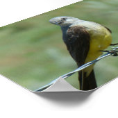 B32 Western Kingbird Poster (Hoek)