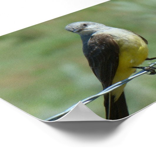 B32 Western Kingbird Poster (Hoek)
