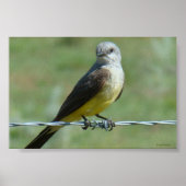 B32 Western Kingbird Poster (Voorkant)