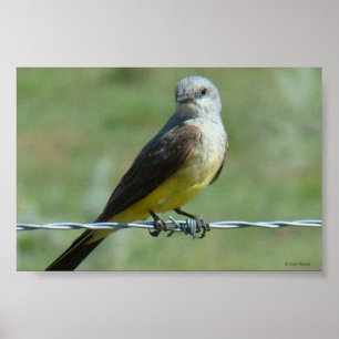 B32 Western Kingbird Poster