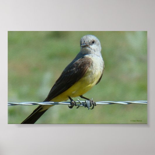 B32 Western Kingbird Poster (Voorkant)