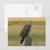 B33 Swainsons Buizerd Briefkaart (Voorkant / Achterkant)