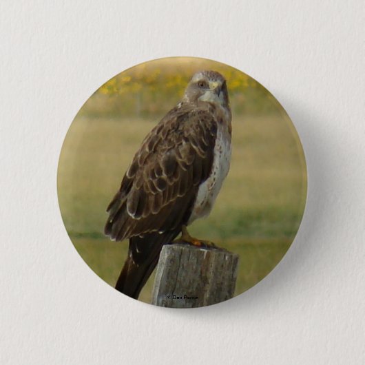 B33 Swainsons Buizerd Ronde Button 5,7 Cm (Voorkant)
