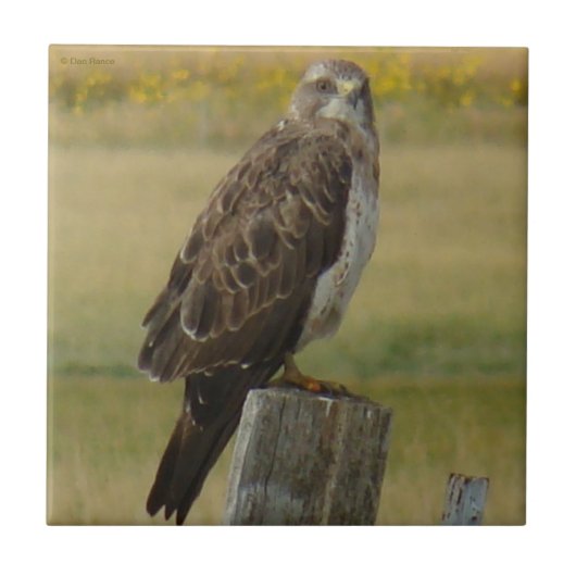 B33 Swainson's Buizerd Tegeltje (Voorkant)