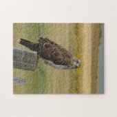 B33 Swainsons Havik Legpuzzel (Horizontaal)