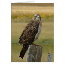 B33 Swainson's Hawk