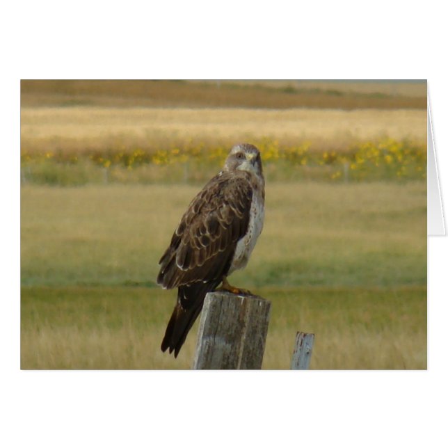 B33 Swainson's Hawk (Voorkant Horizontaal)