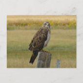 B33 Swainson's Hawk Briefkaart (Voorkant)