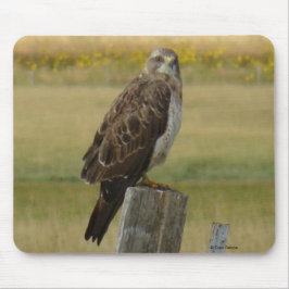 B33 Swainson's Hawk Muismat