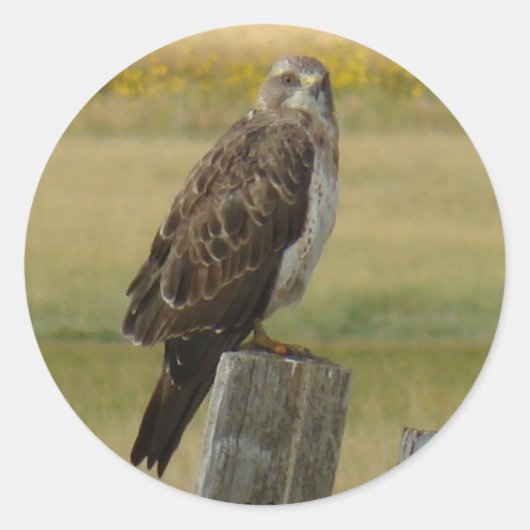 B33 Swainson's Hawk Ronde Sticker (Voorkant)